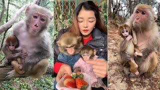 The Best of Monkey Videos - A Funny Monkeys Compilation Ep60
