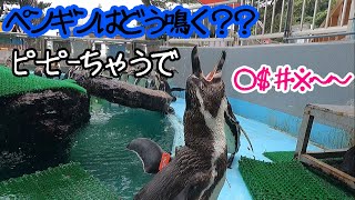 ペンギンの鳴き声・・・？？？【フンボルトペンギン】