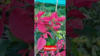 लाल पत्ते वाला पौधा इतना सस्ता Poinsettia red🌿🌿🌿 indoor plant best plant #greenleaf #poinsettia