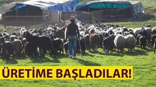 Göçerler süt ve peynir üretimine başladı. Ahir Dağı, Milcan ve Engizek yaylalarına ulaştılar!