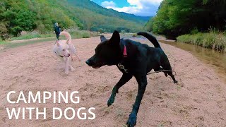 Super Fast Dogs | Drone-like shot | insta360 One R \u0026 Extended Selfie Stick