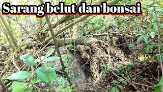 Rejeki saat mancing belut dapat bahan bonsai gulgem berkarakter istimewa