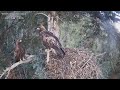 Cuibul Acvilei de munte nr. 1 - The nest of the Golden Eagle 1 (Aquila chrysaetos)2024