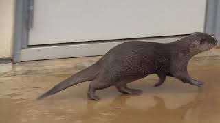 【ナオ♂とマロン♀】カワウソ Otter【市川市動植物園】