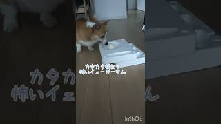 勝手にボールが動くのが怖い犬 / Dogs afraid of the ball moving on its own #shrots #cute #corgi  #犬動画