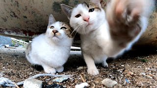 漁港に子猫の兄弟がいたのでそ～っと近づいてみたらメチャメチャ攻撃された