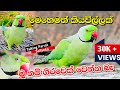 Talking Parrot In Sri Lanka🤔🇱🇰