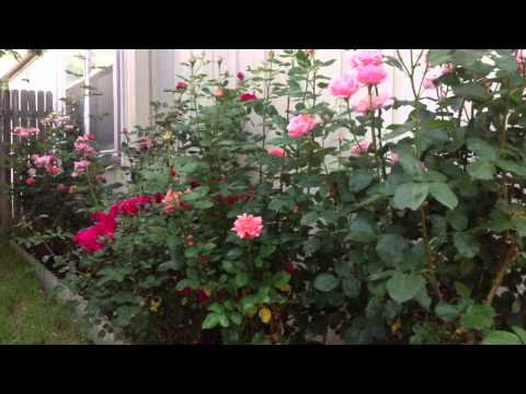 How to Naturally kill rid insects Aphids from Roses & Garden DIY How to Naturally kill rid insects Aphids from Roses & Garden DIY
