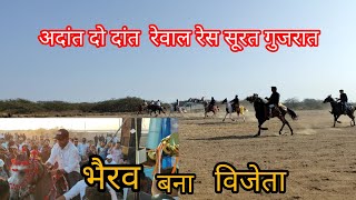 milk teeth two teeth single footing horse race surat gujarat रेवालचाल रेस