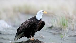 How the Bald Eagle Made a Comeback