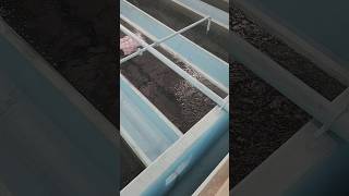 Filter Backwash-Air Binding