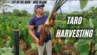 How We Harvest Taros! | Niue Style! | My Way! | Taro Farming |