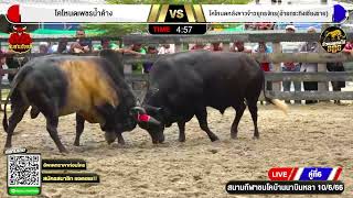 ไฮไลท์ | โคโหนดหลังขาวจ้าวยุทธจักร(อ้ายกระทิงเชียงราย) VS  โคโหนดเพชรน้ำค้าง