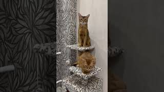 #abyssiniancats #абиссинская #абиссинскаякошка