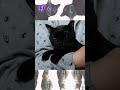 これも愛きっと愛　 shorts　 噛む猫　 かわいい猫