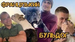 ФРАНЦУЗЬКИЙ БУЛЬДОГ/ огляд на породу