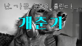 강아지도 사람처럼 사춘기가 있다고요? '개춘기'에 대해서 알아보자!