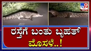 Crocodile Came to Road|ಆಹಾರಕ್ಕಾಗಿ ರೋಡ್​ ರೋಡ್ ಅಲೆಯುವ ಭಾರೀ ಗಾತ್ರದ ಮೊಸಳೆ | Tv9kannada