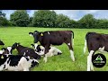 Herd Improvers Genotyped Br/Irish Fr Calves (565kgs/MS)