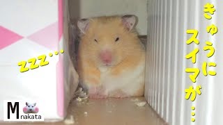 ハムスター 諦めない心 薄くなっても頑張り続ける おもしろ可愛い癒しfunny Hamster Keeps Trying Hard