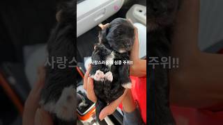 당신이 사랑할 강아지들!  세계에서 가장 귀여운 강아지 TOP5를 소개합니다. #강아지 #반려견 #cutedog #pets