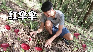 Trying wild and expensive Russula mushrooms