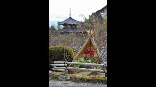 寒牡丹と冬牡丹　奈良県　師走の牡丹巡り　石光寺～當麻寺　奥院　写真紀行　2020