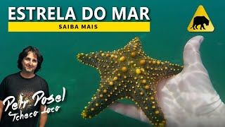 Estrela do Mar