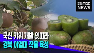 국산 키위 개발 잇따라‥경북 아열대 작물 육성 (2021.12.06/뉴스투데이/포항MBC)