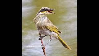 Call of the Singing Honeyeater