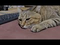 ごはんの位置 変えてみました【野良猫】