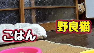 ごはんの位置 変えてみました【野良猫】