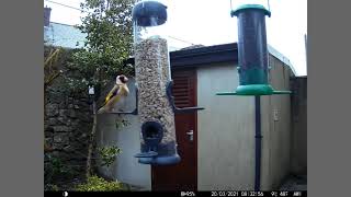 More bird feeder highlights from an Irish village including a male Eurasian Siskin (see description)