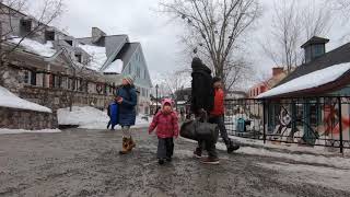 Univers Toutou, Mont-Tremblant