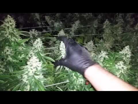 Fat Buds For Reals. Sour Diesel in flower week 9. Fat Buds For Reals. Sour Diesel in flower week 9.