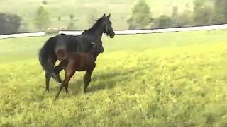 Foals and Mares Turn-out at Race Horse Stable