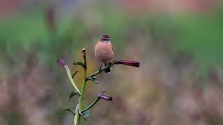 花とノビタキ　2017 10 20