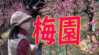 大縣神社の梅まつり2022見頃と開花/姫石のある姫の宮(愛知県犬山市)