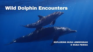 Wild Dolphin Encounters: Exploring Nusa Lembongan \u0026 Nusa Penida #dolphin #scubadiving #bali