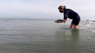 Maggie Mae - Sea Turtle Rescue, Rehab and Release