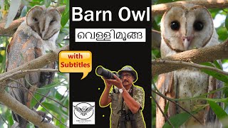 Barn Owl | Tyto alba | Velli Moonga | Pathaya Pakshy | വെള്ളിമൂങ്ങ | Birds Of Kerala | Malayalam Owl