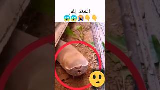 Allah Ki Qudrat🙏 ! What Is The Name Of This Animals?  #Shorts #Allah #qudrat #islamicshorts #Video
