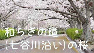 京都亀岡　和らぎの道七谷川沿いの桜 Kyoto cherry blossoms