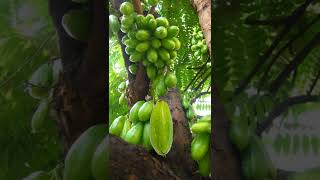 What type of fruit is kamias kamias fruit viral short