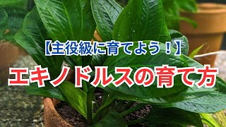 エキノドルスの育て方 ー光や底床、肥料などを解説！ー