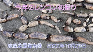 今年のレンコン初掘り　家庭菜園備忘録　2022年10月29日