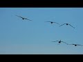 12/09/23 - Woodbridge Ecological Reserve and San Joaquin River NWR