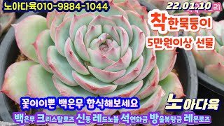 노아다육6탄/묵은둥이/ 크리스탈로즈.아리아나.신동.백은무.레몬로즈.미씽유.레드노블.석연화금.방울복랑금/택배010 9884 1044(Korean succulent plants)