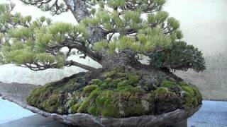 Japan Trip 2015 Tokyo Bonsai Pinus parviflora(Goyomatsu)04 Japanese garden of \