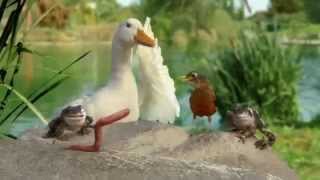 new aflac pigeon commercial.mp4